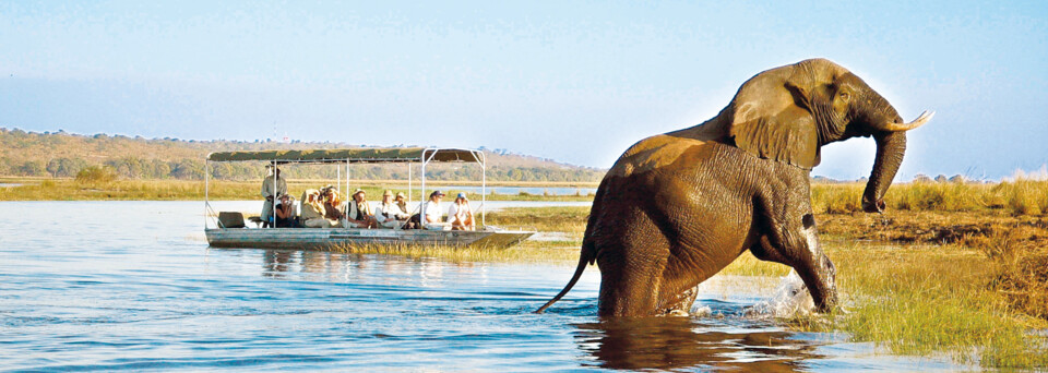 Elefant Chobe Nationalpark