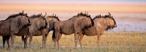 Gnus im Etosha Nationalpark