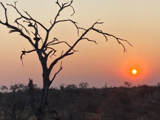 Südafrika Reisebericht: Balule Nature Reserve