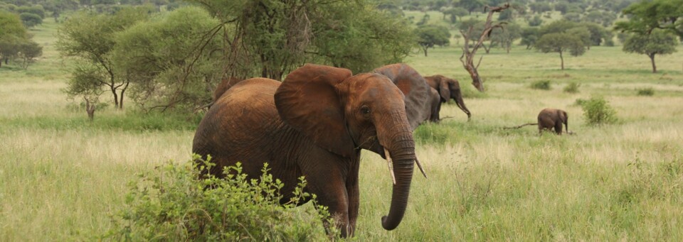 Tarangire Nationalpark