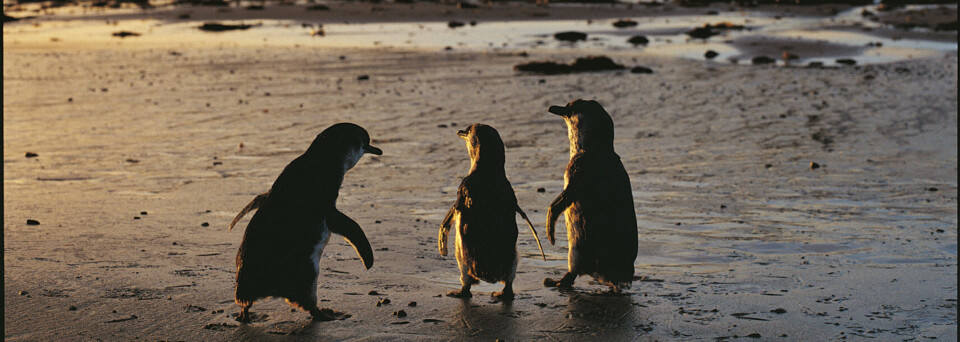 Pinguinparade Philip Island