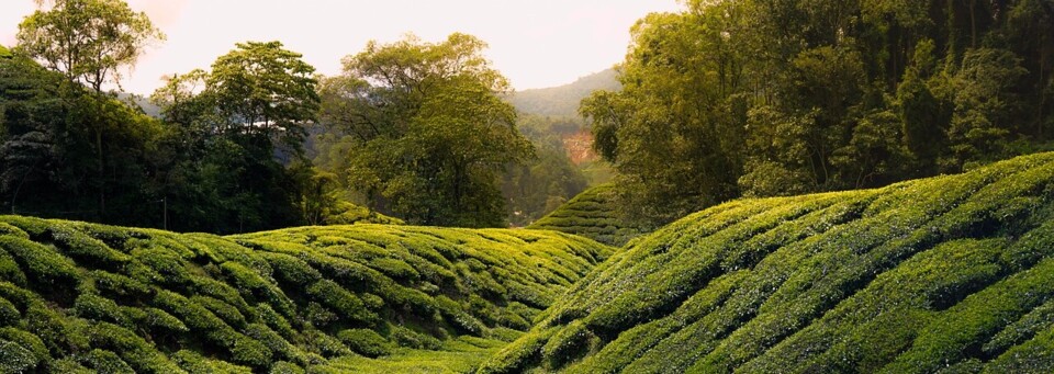 Cameron Highlands