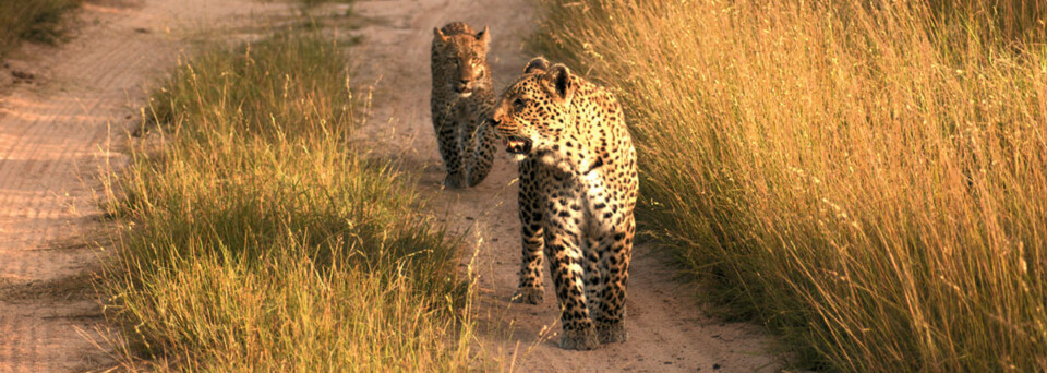 Leoparden