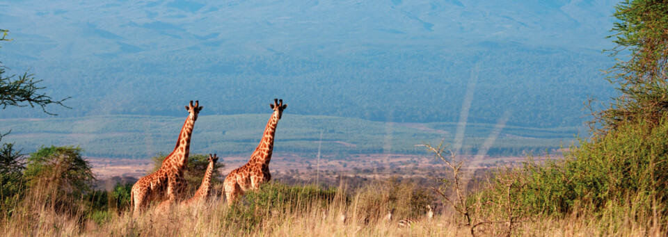 Giraffen im Amboseli Nationalpark