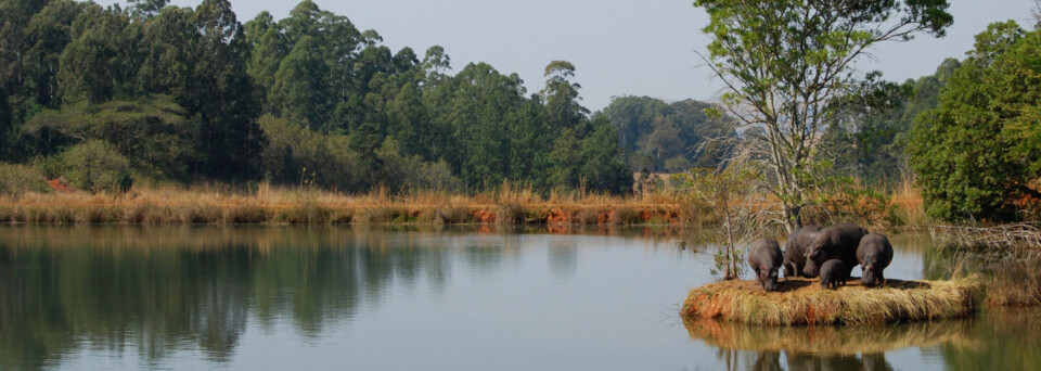 Nilpferde an See in Swasiland