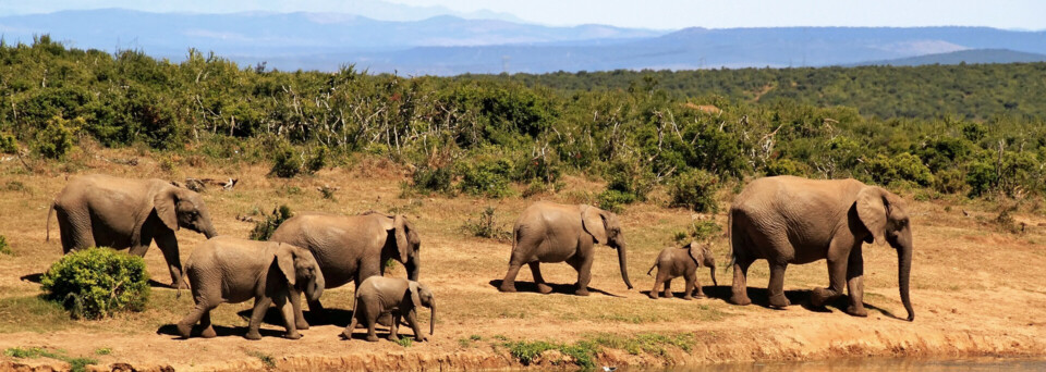 Elefantenherde in Südafrika