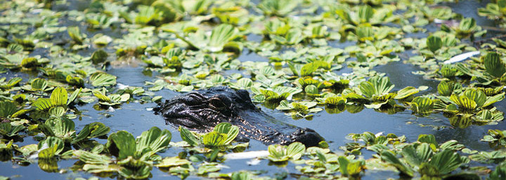 Alligator in den Everglades