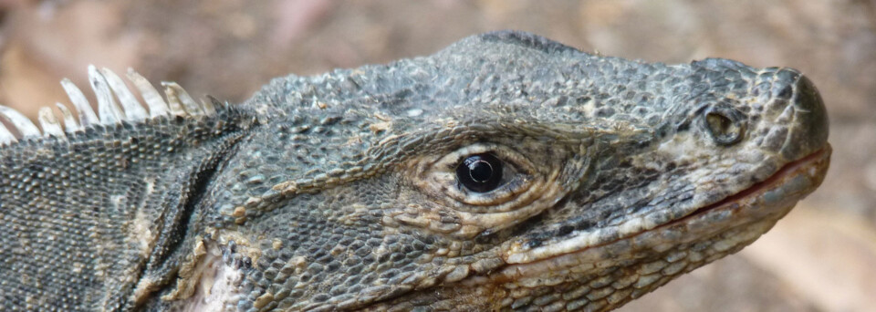 Manuel Antonio Nationalpark Reptil