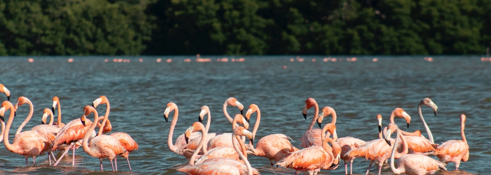 Flamingos in Celestún, Yucatán, Mexico