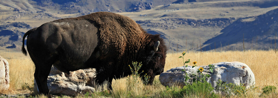 Bison auf Antelope Island