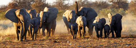 Elefanten im Etosha Nationalpark