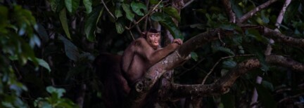 Erlebe Borneo – Rundreise durch Ost-Sabah (G)