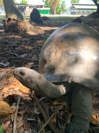 Schildkröte auf Curieuse Island