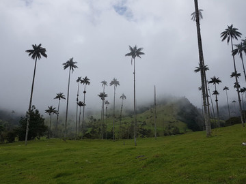 Reisebericht Kolumbien - Wachspalmen im Valle de Cocora