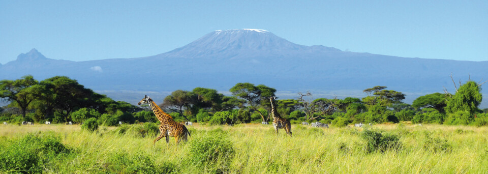 Giraffen & Kilimanjaro