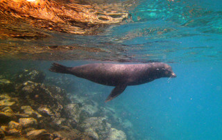 Galápagos Reisebericht - Santa Fé Seelöwe