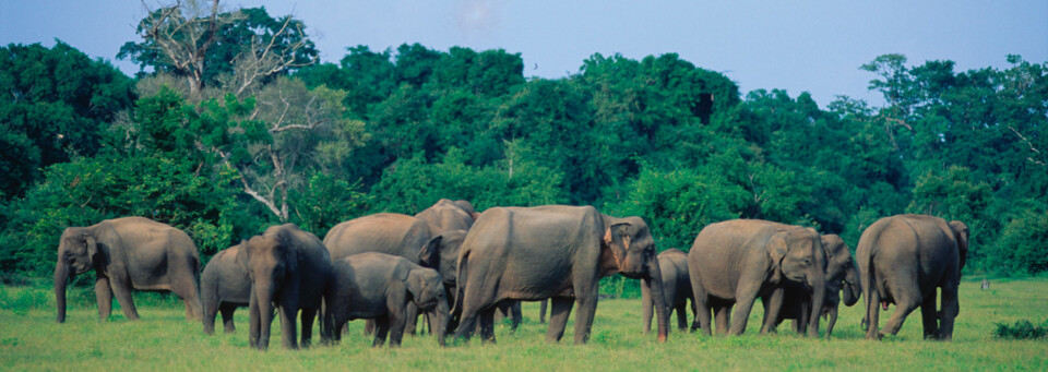 Gruppe Elefanten in Sri Lanka