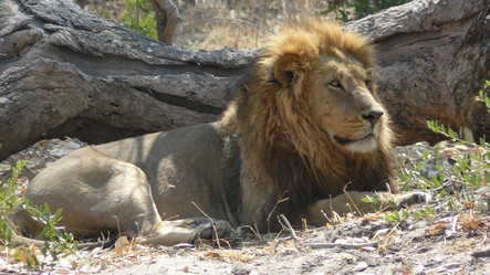 Reisebericht Botswana: Löwe im Moremi Game Reserve