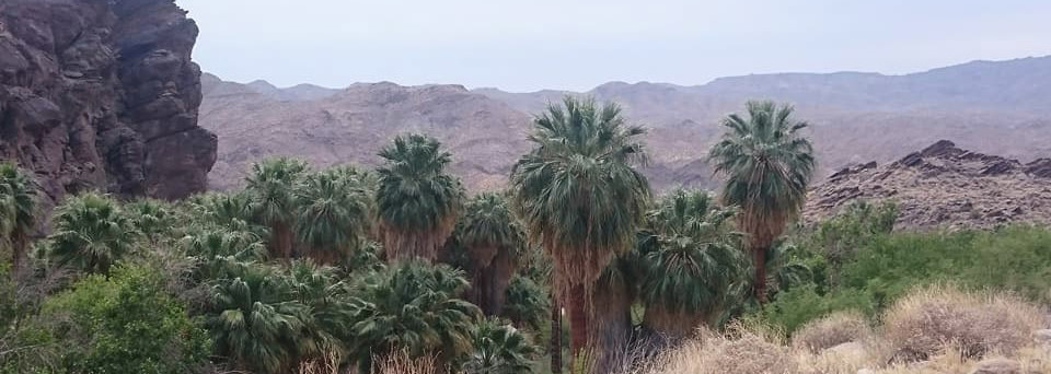 Reisebericht Kalifornien: Indian Canyons