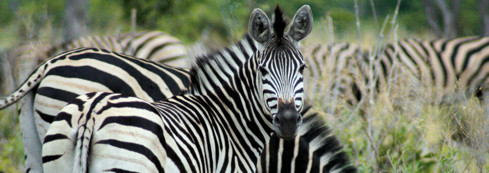 Zebras im Moreni Nationalpark