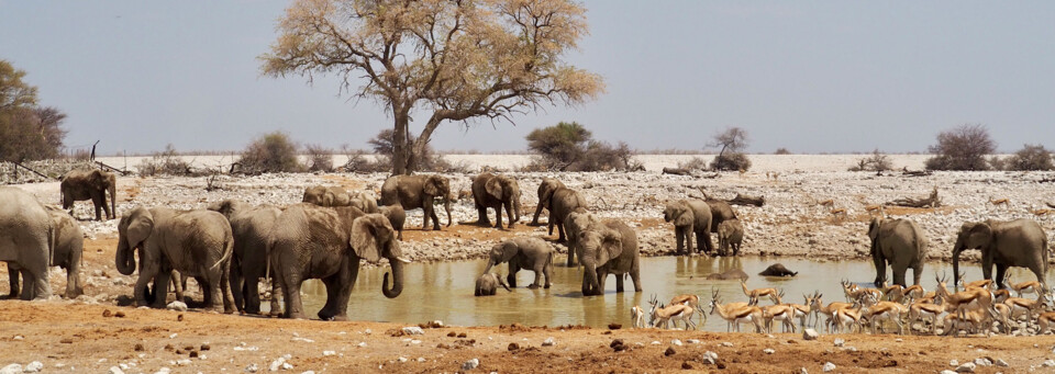 Wasserloch Etosha Nationalpark