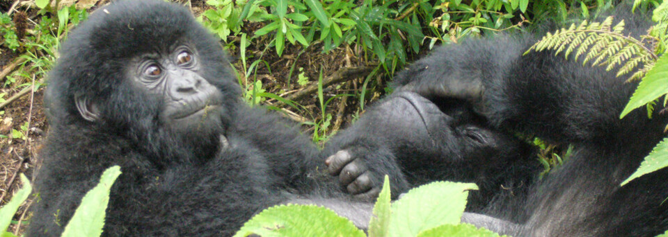 Gorilla Trekking: Gorillakinder beim Spielen