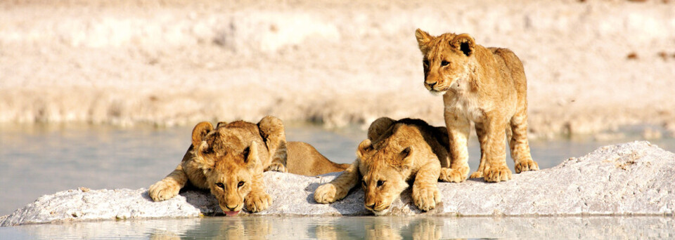 Löwenkinder im Etosha Nationalpark
