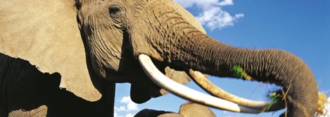 Elefant Tsavo Kenia