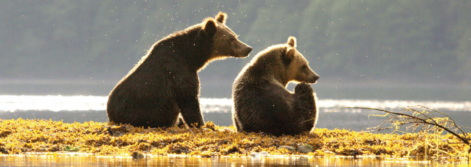 Bären Spirit Bear Lodge