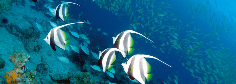 Unterwasserwelt Seychellen