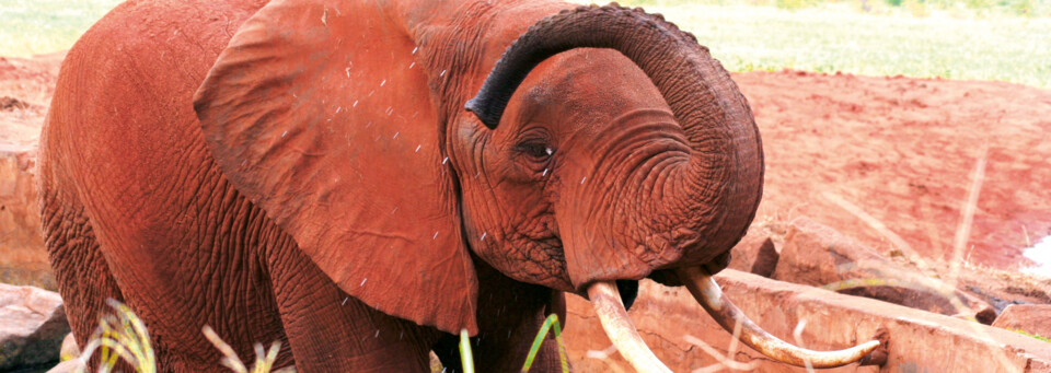 Elefant Tsavo Ost Kenia