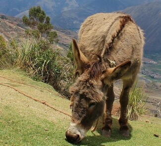 Urubamba Tal Urubamba Tal