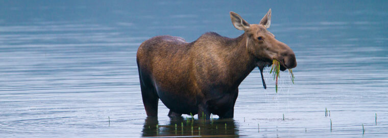 Elch im Denali Nationalpark