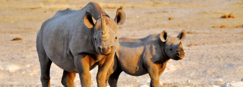 Etosha Kurztour