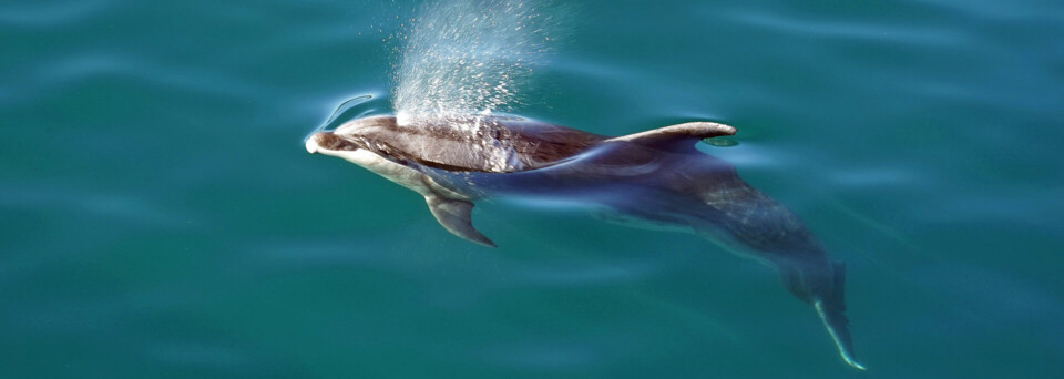 Delfin - Bay of Islands