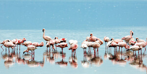 Flamingos im Lake Nakuru