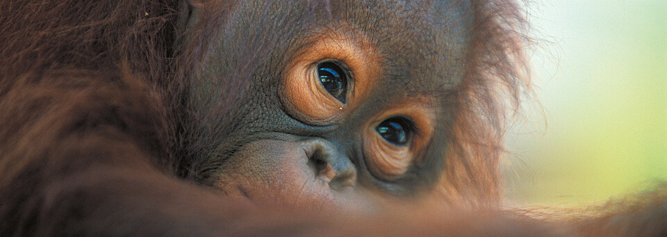 Orang Utan auf der Insel Borneo