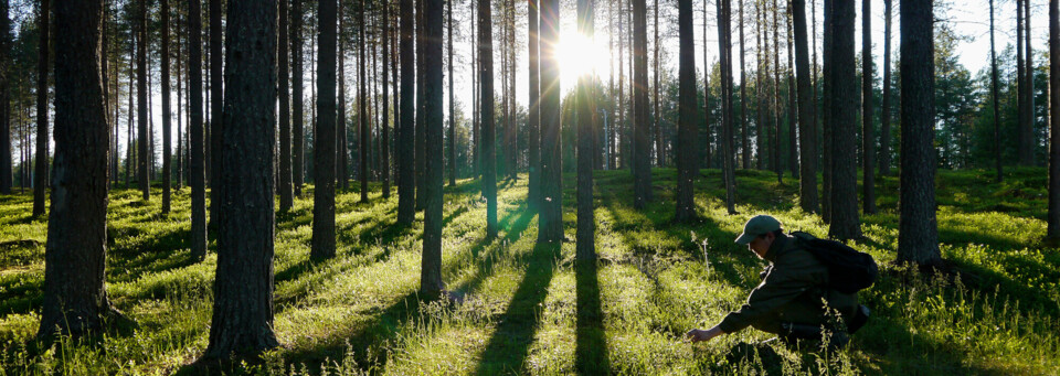 Wald bei Kuusamo