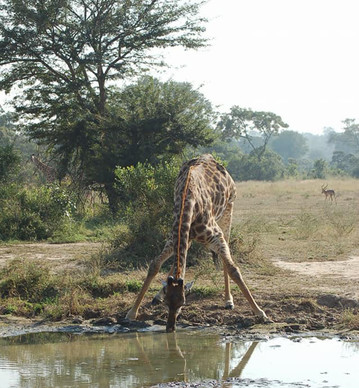 Südafrika Reisebericht: Giraffe am Wasserloch im Mala Mala Game Reserve