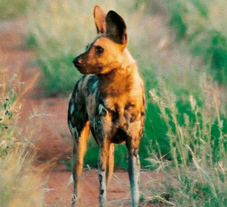Madikwe Game Reserve, Südafrika - Wildhund Madikwe Game Reserve, Südafrika - Wildhund