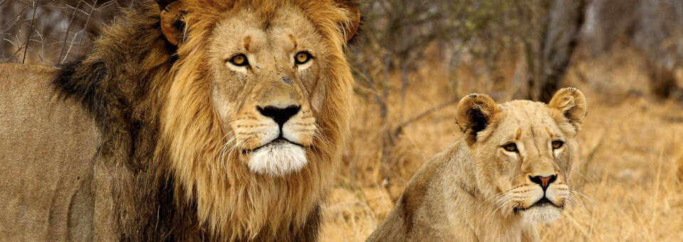 Löwen im Krüger Nationalpark