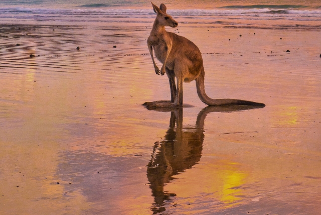 Känguru zum Sonnenaufgang am Strand von Cape Hillsborough