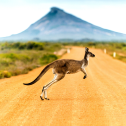 Känguru in Australien