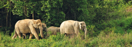 Elefanten in Kui Buri & tropisches Koh Talu 