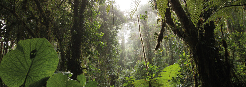 Monteverde Nebelwald