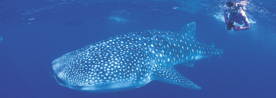 Schnorchler mit Walhai im Ningaloo Reef