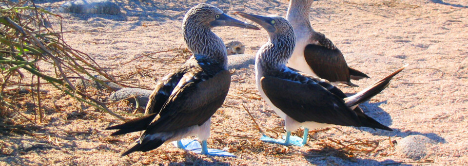 Blaufußtölpel auf den Galápagos-Inseln