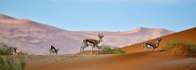 Namibia mit einer Rundreise entdecken
