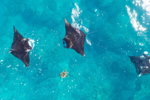 Westaustralien, Mantarochen