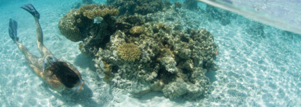 Moorea's Unterwasserwelt